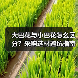 大巴花与小巴花怎么区分？采购选材避坑指南（图2）