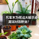 风车木为何成大板茶桌高端材质新宠？（图4）