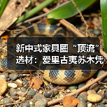 新中式家具圈“顶流”选材：爱里古夷苏木凭啥圈粉？（图4）