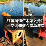 红黄褐榄仁木怎么分?一文讲清核心差异与应用边界(图1) 红黄褐榄仁木怎么分?一文讲清核心差异与应用边界(图1)