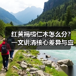 红黄褐榄仁木怎么分?一文讲清核心差异与应用边界(图3) 红黄褐榄仁木怎么分?一文讲清核心差异与应用边界(图3)