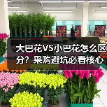 大巴花VS小巴花怎么区分？采购避坑必看核心区别（图3）