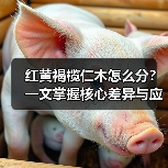 红黄褐榄仁木怎么分?一文掌握核心差异与应用边界(图1) 红黄褐榄仁木怎么分?一文掌握核心差异与应用边界(图1)