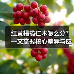 红黄褐榄仁木怎么分?一文掌握核心差异与应用边界(图3) 红黄褐榄仁木怎么分?一文掌握核心差异与应用边界(图3)