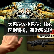 大巴花vs小巴花：核心区别解析，采购避坑指南（图3）
