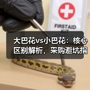大巴花vs小巴花：核心区别解析，采购避坑指南（图4）