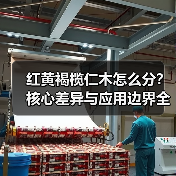 红黄褐榄仁木怎么分？核心差异与应用边界全解析（图1）