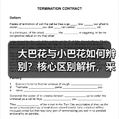 大巴花与小巴花如何辨别?核心区别解析,采购避坑指南(图3) 大巴花与小巴花如何辨别?核心区别解析,采购避坑指南(图3)