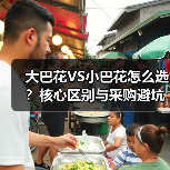 大巴花VS小巴花怎么选?核心区别与采购避坑指南(图2) 大巴花VS小巴花怎么选?核心区别与采购避坑指南(图2)