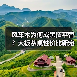 风车木为何成黑檀平替?大板茶桌性价比新宠(图3) 风车木为何成黑檀平替?大板茶桌性价比新宠(图3)