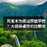 风车木为何成黑檀平替?大板茶桌性价比新宠(图4) 风车木为何成黑檀平替?大板茶桌性价比新宠(图4)