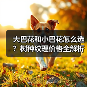 大巴花和小巴花怎么选?树种纹理价格全解析(图2) 大巴花和小巴花怎么选?树种纹理价格全解析(图2)