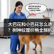 大巴花和小巴花怎么选?树种纹理价格全解析(图4) 大巴花和小巴花怎么选?树种纹理价格全解析(图4)
