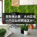 采购者必看:大巴花与小巴花如何精准区分?(图3) 采购者必看:大巴花与小巴花如何精准区分?(图3)