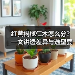 红黄褐榄仁木怎么分？一文讲透差异与选型要点（图1）