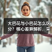 大巴花与小巴花怎么区分？核心差异解析，采购必看（图1）