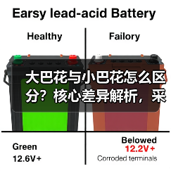 大巴花与小巴花怎么区分？核心差异解析，采购必看（图4）