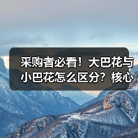 采购者必看！大巴花与小巴花怎么区分？核心差异全解析（图3）