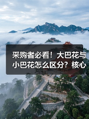 采购者必看！大巴花与小巴花怎么区分？核心差异全解析（图2）