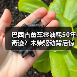 巴西古董车零油耗50年奇迹？木柴驱动背后惊人真相（图4）