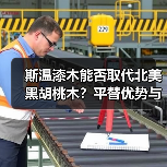 斯温漆木能否取代北美黑胡桃木？平替优势与局限解析（图2）