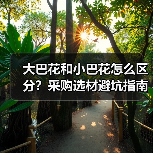 大巴花和小巴花怎么区分？采购选材避坑指南（图1）