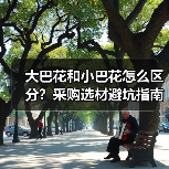 大巴花和小巴花怎么区分？采购选材避坑指南（图4）