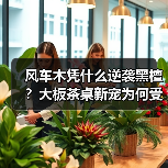 风车木凭什么逆袭黑檀?大板茶桌新宠为何受追捧?(图4) 风车木凭什么逆袭黑檀?大板茶桌新宠为何受追捧?(图4)