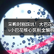 采购时别踩坑!大巴花vs小巴花核心区别全解析(图2) 采购时别踩坑!大巴花vs小巴花核心区别全解析(图2)