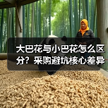 大巴花与小巴花怎么区分?采购避坑核心差异全解析(图1) 大巴花与小巴花怎么区分?采购避坑核心差异全解析(图1)