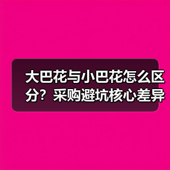 大巴花与小巴花怎么区分?采购避坑核心差异全解析(图3) 大巴花与小巴花怎么区分?采购避坑核心差异全解析(图3)