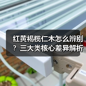 红黄褐榄仁木怎么辨别?三大类核心差异解析(图2) 红黄褐榄仁木怎么辨别?三大类核心差异解析(图2)