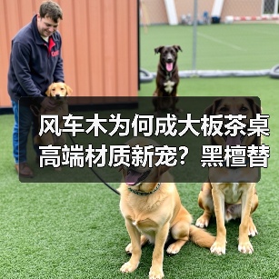 风车木为何成大板茶桌高端材质新宠?黑檀替代优选解析(图4) 风车木为何成大板茶桌高端材质新宠?黑檀替代优选解析(图4)