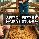 大巴花和小巴花到底有什么区别?采购必看避坑指南(图2) 大巴花和小巴花到底有什么区别?采购必看避坑指南(图2)