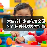 大巴花和小巴花怎么区分?树种材质差异全解析(图3) 大巴花和小巴花怎么区分?树种材质差异全解析(图3)