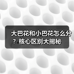 大巴花和小巴花怎么分?核心区别大揭秘(图1) 大巴花和小巴花怎么分?核心区别大揭秘(图1)