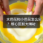 大巴花和小巴花怎么分?核心区别大揭秘(图3) 大巴花和小巴花怎么分?核心区别大揭秘(图3)