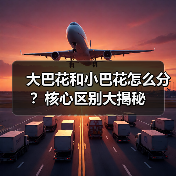 大巴花和小巴花怎么分?核心区别大揭秘(图4) 大巴花和小巴花怎么分?核心区别大揭秘(图4)